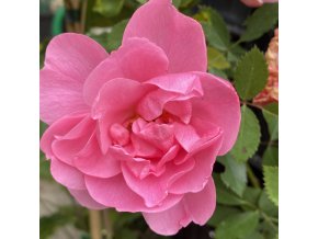 Rosa 'John Davis' - růže pnoucí