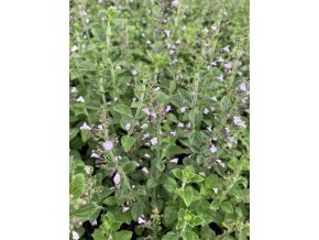 Calamintha nepeta 'Blue Cloud Strain' - marulka šantovitá