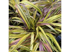HAKONECHLOA macra 'Mulled Wine' - rákosovka / rákosník japonský