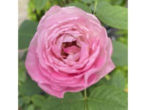 Rosa 'Pink Peace' - růže VELKOKVĚTÁ