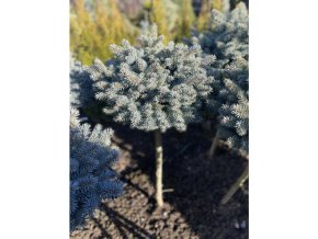 Picea pungens 'Blue Ball' kmínek - smrk pichlavý
