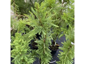 Taxodium distichum 'Peve Minaret' - tisovec dvouřadý