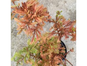 Taxodium distichum 'Wooster Broom' - tisovec dvouřadý