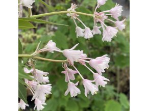 Staphylea colchica 'Rosea'