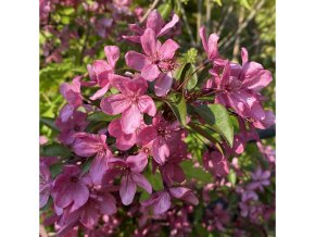 Malus 'Prairie Fire' vícekmen - jabloň okrasná
