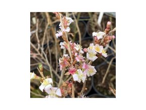 Prunus incisa 'February Red' vícekmen - višen vyříznutá