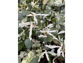 Acer campestre 'Doskar' - javor babyka