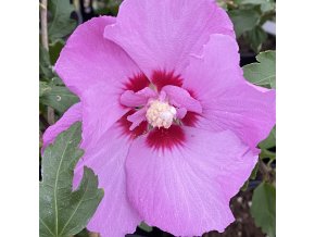 Hibiscus syriacus 'Eruption' - ibišek venkovní/syrský