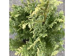 Chamaecyparis lawsoniana 'Hohenmoor' - cypříšek lawsonův