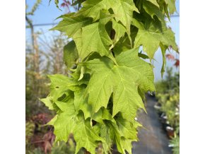 Acer saccharum 'Milanes Dwarf' - javor cukrový
