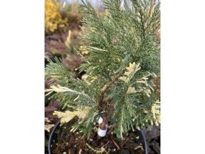 Juniperus sabina 'Szöke Tisza' - jaloc chvojka