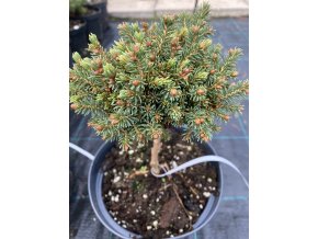 Picea abies 'Giralds Monstrosa Broom' - smrk ztepilý