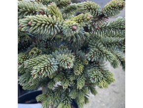 Picea jezoensis 'Schirmann' - smrk ajanský