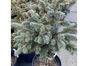 Picea engelmanii 'Cenigea' - smrk engelmanův