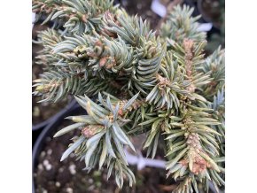 Picea asperata 'Jeff Philips' - smrk ztepilý