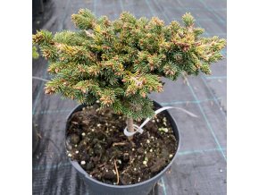 Picea abies 'Filcmen WB' - smrk ztepilý