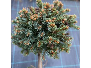 Picea abies 'Klučenice WB' - smrk ztepilý
