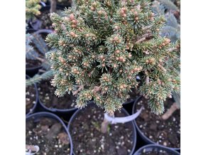 Picea abies 'Praděd Slála WB' - smrk ztepilý