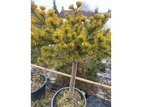 Pinus mugo 'Laarheide' kmínek - borovice kleč