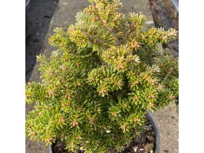 Abies koreana 'Nadelkissen' kmínek - jedle korejská