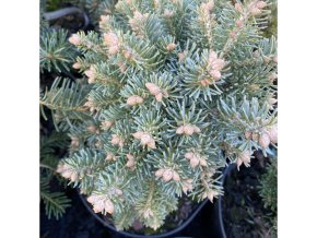 Abies lasiocarpa 'Alpin Beauty' kmínek - jedle plstnatoplodá