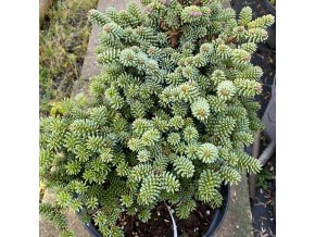 Abies pinsapo 'WB1' kmínek - jedle španělská