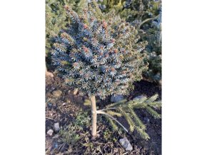 Picea omorika 'Parsfeld' kmínek - smrk Pančičův