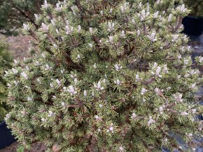 Pinus mugo 'Minima Kalouš' kmínek - borovice kleč