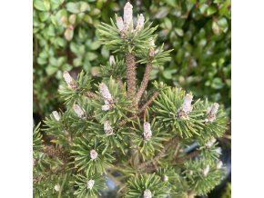 Pinus mugo 'Minima Kalouš' kmínek - borovice kleč