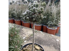 Pinus mugo 'Michl' kmínek - Borovice kleč