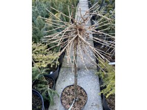 Larix decidua 'Surma Dwarf' - modřín opadavý