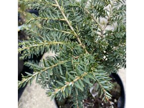 Tsuga canadensis 'Oldenburg Nana' - jedlovec kanadský