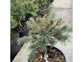 Picea smithiana 'Hymalayan Hexe' - smrk indický