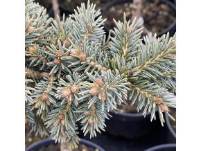 Picea engelmanii 'Jasper Lake' kmínek - smrk Engelmanův