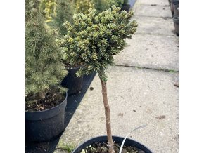 Picea abies 'Girards Monstrosa Broom' - smrk ztepilý