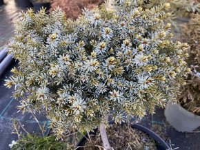 Picea omorika 'Fuchs 6' kmínek - smrk Pančičův