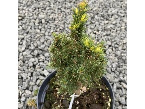 Picea glauca 'Vanilla Ice' - smrk sivý