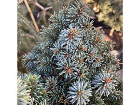 Picea abies 'Adi' - smrk ztepilý