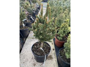 Picea abies 'St. James' - smrk ztepilý