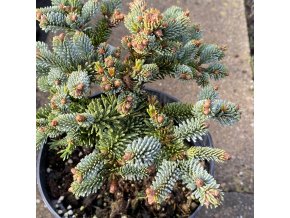 Abies procera 'Henk´s Garden' - jedle stříbrná