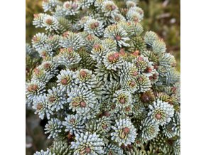 Abies procera 'Seattle' - jedle stříbrná
