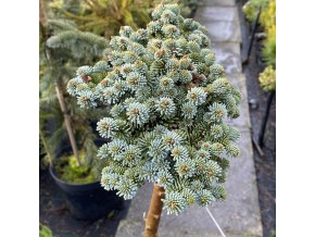 Abies procera 'Seattle' kmínek - jedle stříbrná
