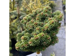 Abies balsamea 'HB2' WB kmínek - jedle balsámova