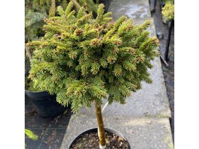 Picea abies 'Maixnerova Stezska WB' kmínek - smrk ztepilý