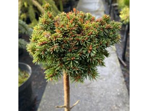 Picea abies 'Muši WB' kmínek - smrk ztepilý