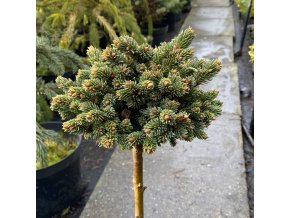 Picea abies 'Holata WB' kmínek - smrk ztepilý