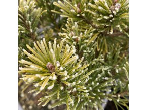 Pinus mugo 'Bimbo' - borovice kleč