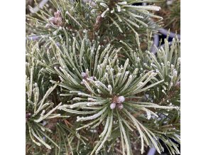 Pinus pseudopumilio 'SŠ Triumf' - borovice blatka