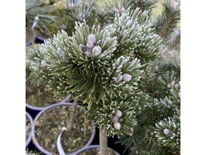 Pinus mugo 'Majela Hans' kmínek - Borovice kleč