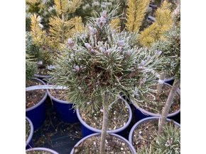 Pinus pseudopumilio 'SŠ Vysoký' kmínek - borovice rašelinná